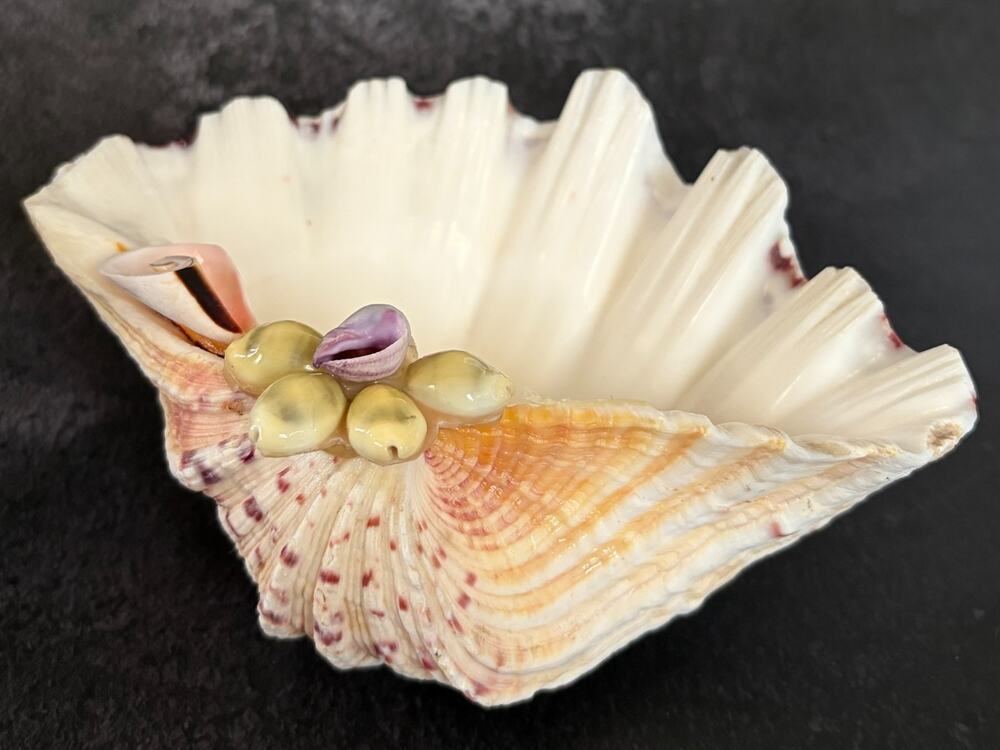 Seashell Trinket Dish Philippines Capiz Shell Floral Decor Beach Coastal 7"